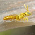 Perdita bicuspidariae - photo 2