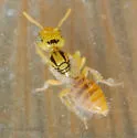 Perdita bicuspidariae - photo 3