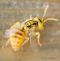 Perdita bicuspidariae - photo 4