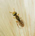 Perdita bicuspidariae - photo 5
