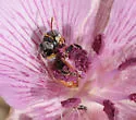 Perdita californica - Perdita californica