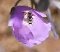 Perdita californica - photo 4