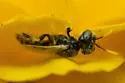 Lovely-horned Fairy Bee - Perdita callicerata