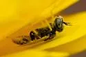 Lovely-horned Fairy Bee - photo 2