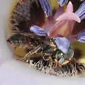 Perdita calochorti - Perdita calochorti