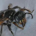 Perdita calochorti - photo 4