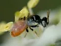 Perdita chamaesarachae - photo 3
