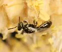 Perdita dasylirii - Perdita dasylirii