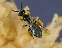 Perdita dasylirii - photo 2