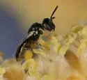 Perdita dasylirii - photo 3