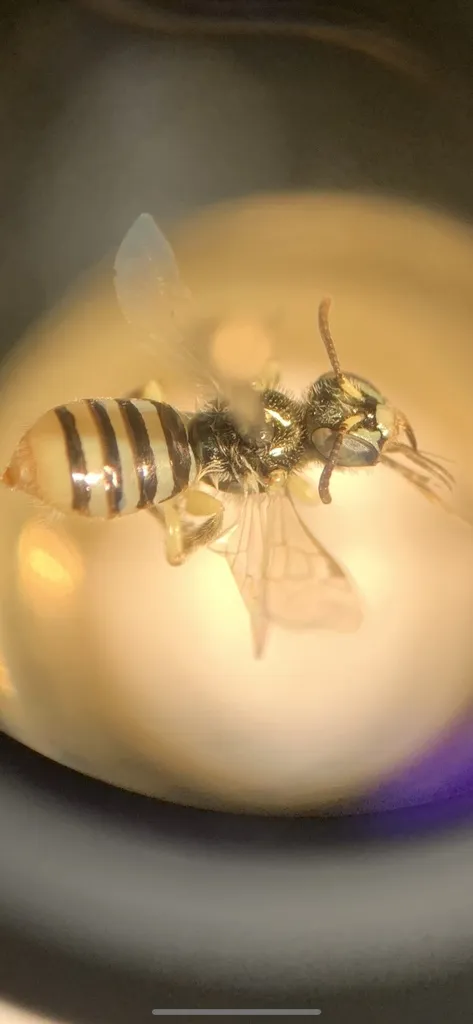 Perdita ericameriae - photo 2