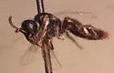 Perdita fallugiae - photo 2