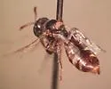 Perdita fallugiae - photo 3