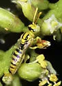 Perdita genalis