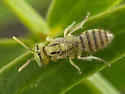 Perdita genalis - photo 3