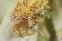 Perdita gerhardi - photo 5