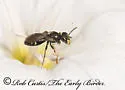 Perdita halictoides - Perdita halictoides