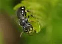 Perdita halictoides - photo 4