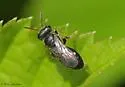 Perdita halictoides - photo 5