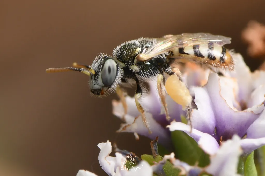 Perdita heliotropii - photo 2