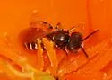 Perdita interrupta - photo 2