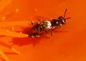Perdita interrupta - photo 4