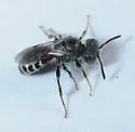 Perdita interrupta - photo 5