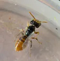 Perdita koebelei