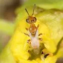 Perdita larreae - Perdita larreae