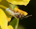Perdita larreae - photo 4
