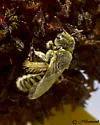 Perdita lingualis - photo 2