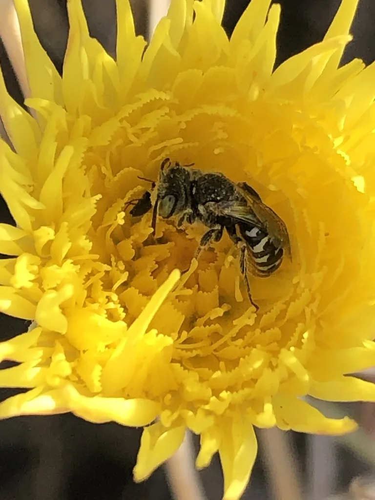 Perdita malacothricis - photo 2