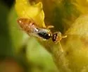 Perdita marcialis