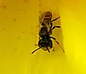 Perdita meconis - Perdita meconis