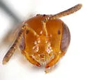 Euphorb Mini-Fairy Bee - photo 2