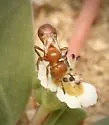 Euphorb Mini-Fairy Bee - photo 3
