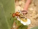 Euphorb Mini-Fairy Bee - photo 4