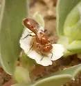 Euphorb Mini-Fairy Bee - photo 5