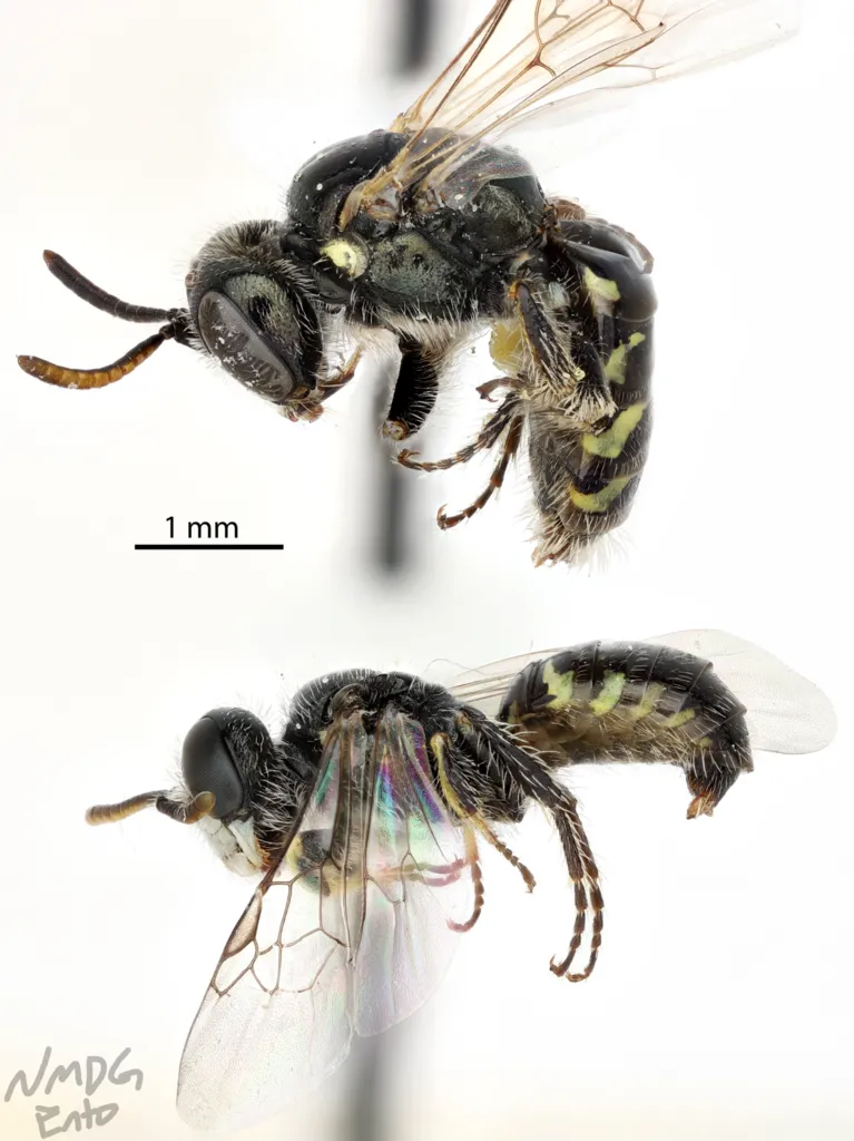 Nevada Miner Bee - photo 2
