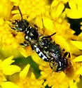 Eight-spotted Miner Bee - Perdita octomaculata