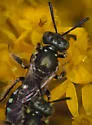 Eight-spotted Miner Bee - photo 2