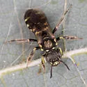 Eight-spotted Miner Bee - photo 3