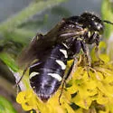 Eight-spotted Miner Bee - photo 4