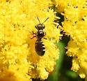 Eight-spotted Miner Bee - photo 5