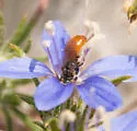 Perdita pelargoides