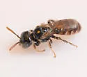 Perdita pelargoides - photo 2