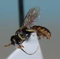 Perdita pelargoides - photo 3