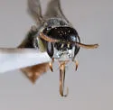 Perdita pelargoides - photo 4