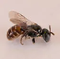 Perdita pelargoides - photo 5