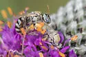 Perdita perpallida - photo 3